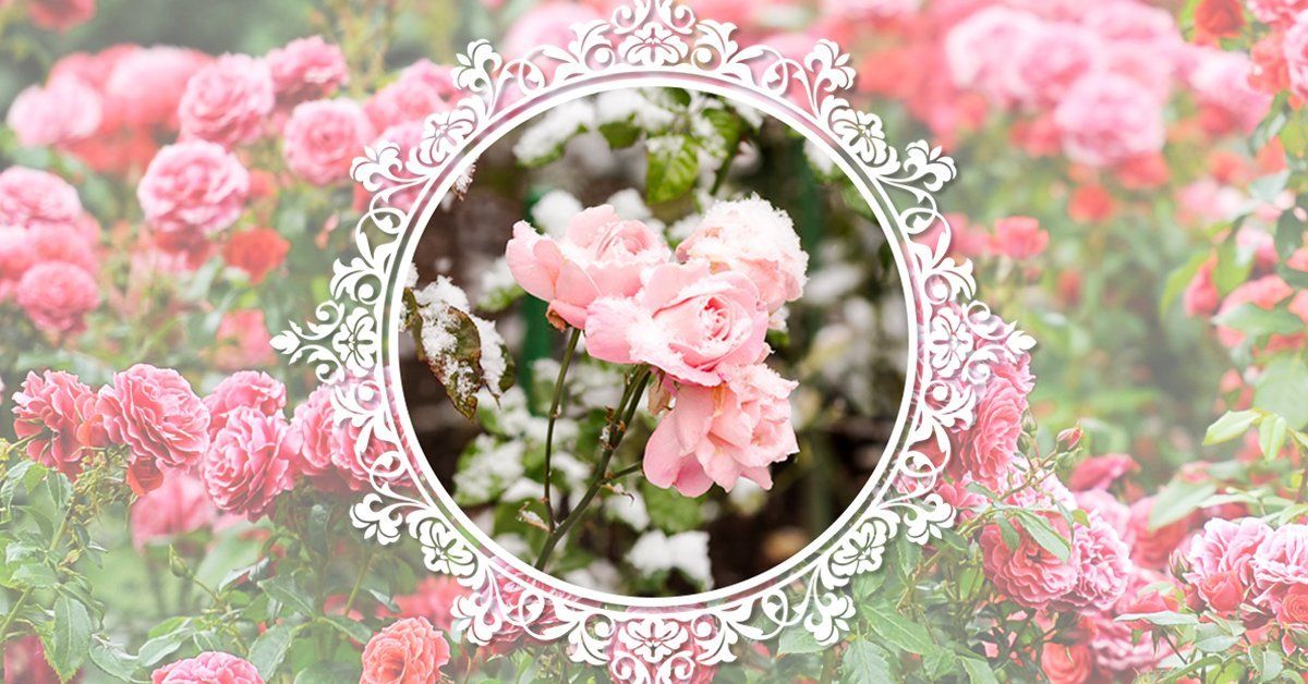 Плетистые розы: описание, фото и список сортов